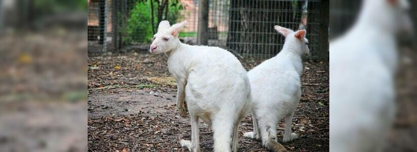 В Сочи у кенгуру-альбиносов родился малыш обычной расцветки