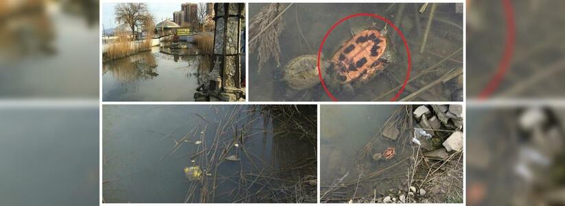 Пруд парка Фрунзе в Новороссийске полон трупами черепах, не переживших зиму