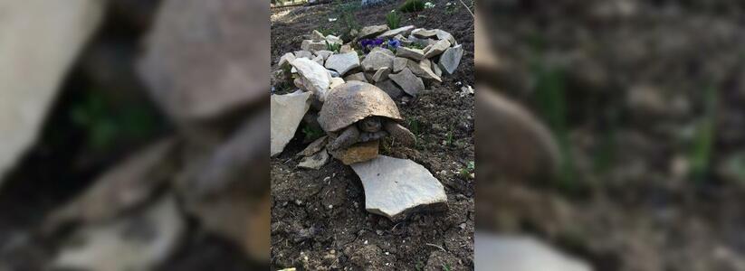 В Новороссийске в частный огород заползла большая сухопутная черепаха