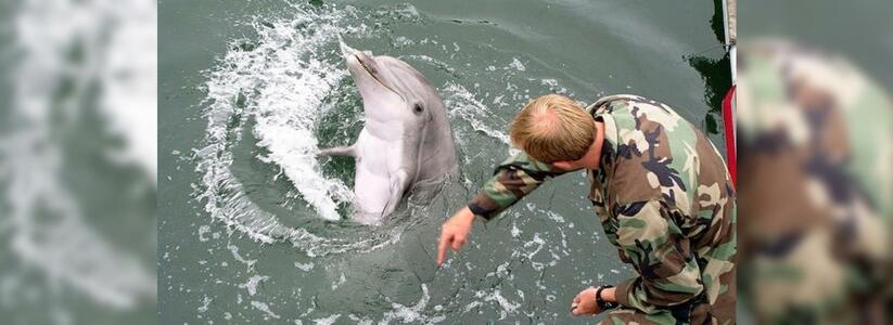 Минобороны России приобретает дельфинов за 1,75 миллионов рублей