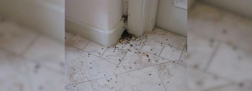 Что делать, если дома завелись муравьи?