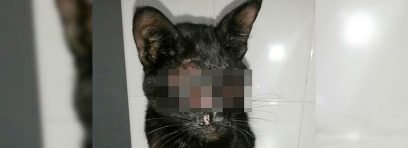В Новороссийске живодеры нарочно ослепили бездомного кота: животному нужна помощь