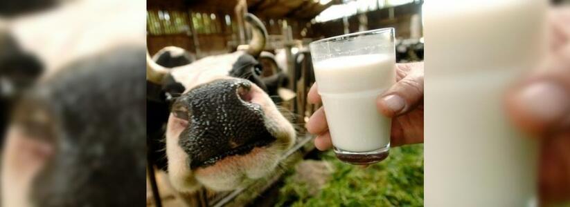 В молоке кубанского производителя обнаружили повышенное содержание антибиотиков