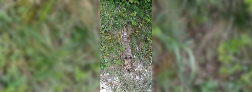 Природоохранная прокуратура выяснит обстоятельства гибели крокодила-людоеда в пригороде Новороссийска
