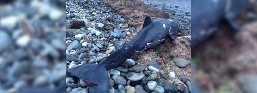 Под Новороссийском на пляже местные жители обнаружили несколько мертвых детенышей дельфинов