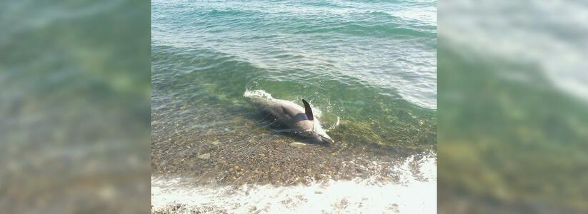Эксперт рассказал, по какой причине дельфины выбрасываются на берег в окрестностях Новороссийска