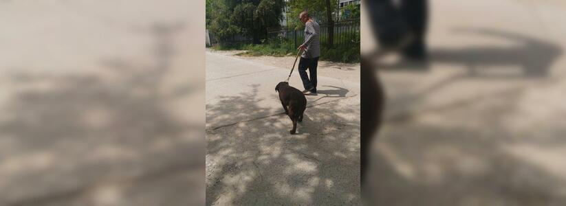В Новороссийске живодер разбил бутылку об голову собаки: хозяева пса были в шоке