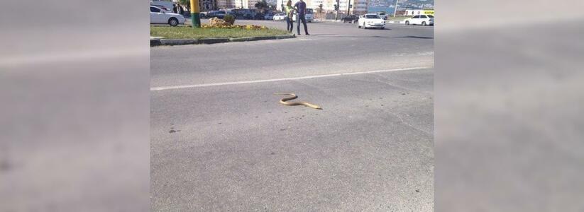 В Новороссийске по улицам свободно ползают змеи: несут ли они опасность горожанам?