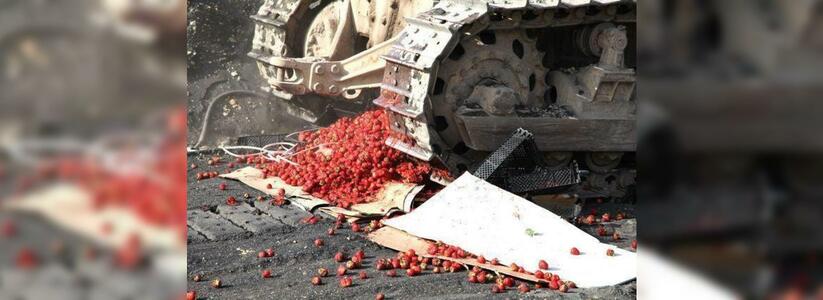 Гусеницами трактора в Новороссийске уничтожили более 200 килограммов «санкционной» клубники