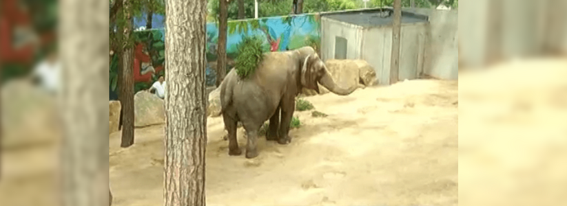 В «Сафари-парк» Геленджика переехала цирковая слониха Чани