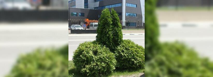 В центре Новороссийска выросли растения в форме мужского органа