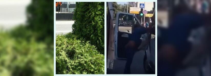 Что обсуждали в Новороссийске 7 июля: растение необычной формы и драка водителей