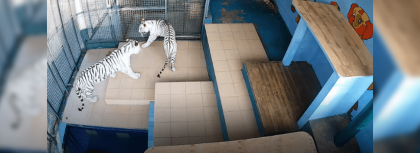 В Сочи установили вебкамеры в вольер с белыми тиграми: теперь можно понаблюдать за животными через Интернет