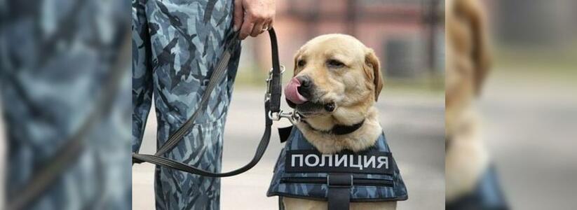 Полиции на Кубани на службу требуются собаки