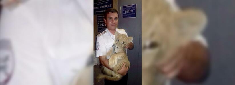 В Новороссийске при досмотре автомобиля полицейские обнаружили в салоне льва