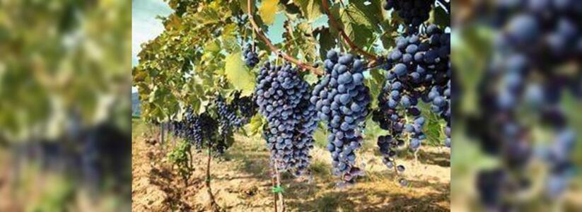 РПЦ будет производить вино под Геленджиком: винодельческие угодья расположатся недалеко от резиденции патриарха Кирилла