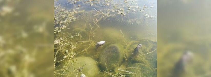 На Суджуксой косе в Новороссийке массово гибнет рыба