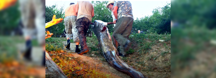 Ученые заинтересовались 100-килограммовым сомом, выловленным в реке на Кубани