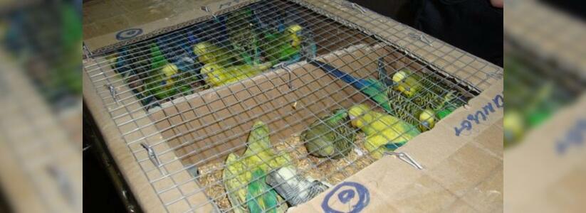 В аэропорту Москвы задержали попугаев из Краснодарского края: 50 птиц оказались мертвы