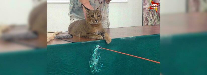 В Краснодаре выставили на продажу котят за 1 миллион рублей
