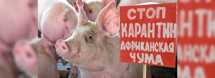 Ученые зафиксировали на Кубани вспышку африканской чумы у свиней