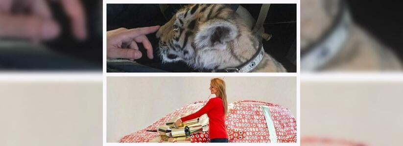 Что обсуждали в Новороссийске 13 сентября: автомобиль в подарок и бенгальский тигр, живущий в доме