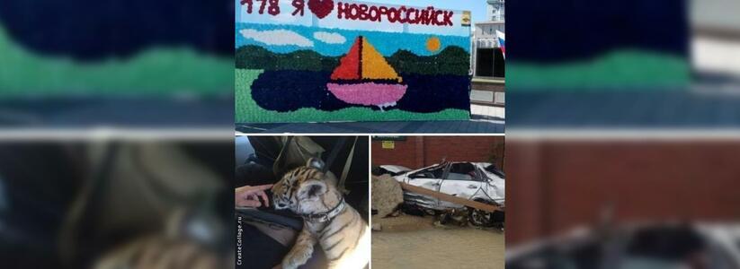 Гигантская открытка, бездомный тигренок и очередной потоп: чем запомнилась неделя в Новороссийске?