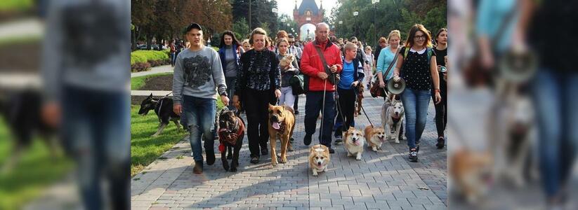 В Краснодаре впервые прошел парад домашних животных: фото необычного шествия
