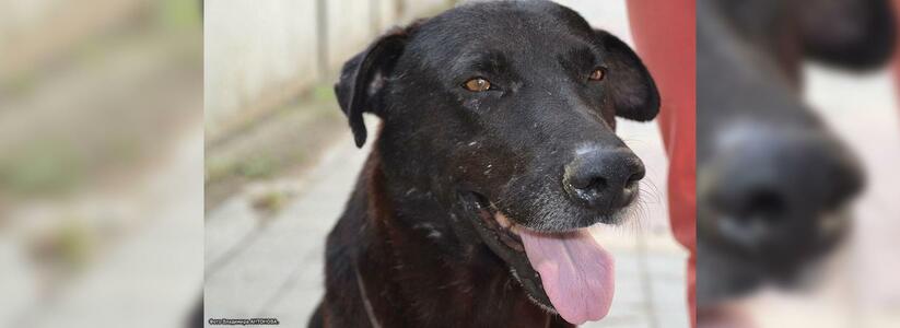 Новороссийский Хатико: грустный пес больше года ждет хозяев у ворот частного дома