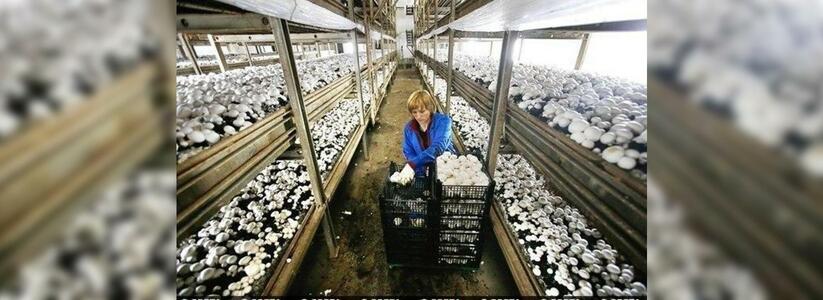На Кубани построят центр по выращиванию грибов