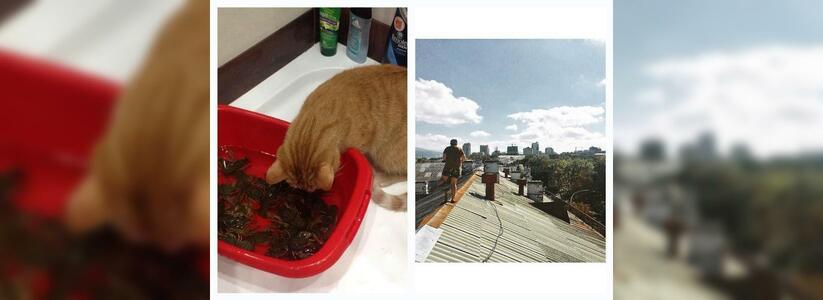 Новороссийск в Instagram: прогулки по крышам и улов раков
