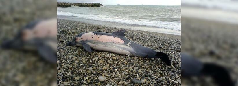 На сочинские пляжи море выбрасывает мертвых дельфинов