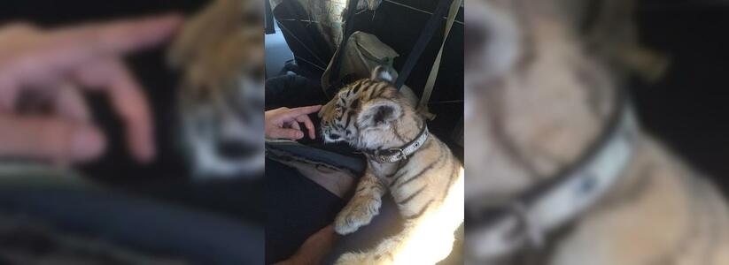 Бенгальского тигренка, изъятого в частном доме в Новороссийске, зоозащитники теперь требуют забрать из зоопарка