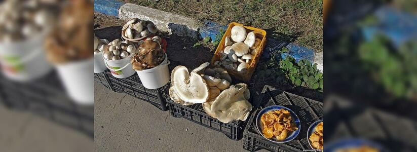 Администрация Новороссийска призывает жителей не покупать грибы на дороге: среди горожан есть случаи отравления