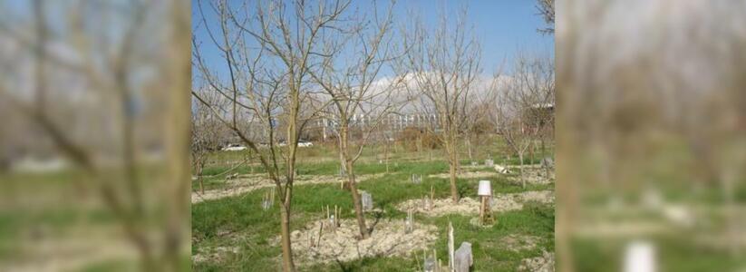 В новороссийской Пионерской роще высадят 80 новых деревьев
