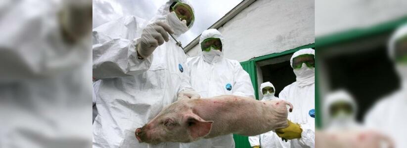 На Кубани на свиной ферме дочери Ткачева зарегистрировали вспышку африканской чумы