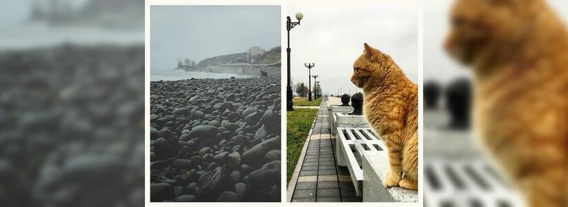 Новороссийск в Instagram: дождливый декабрь и знаменитый рыжий кот