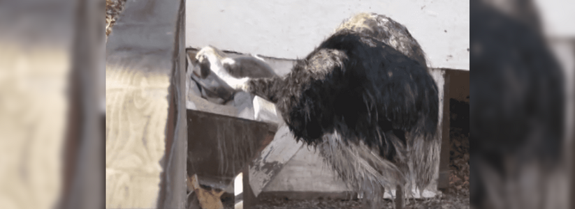 На ферме под Геленджиком от холода и голода умирает пара страусов