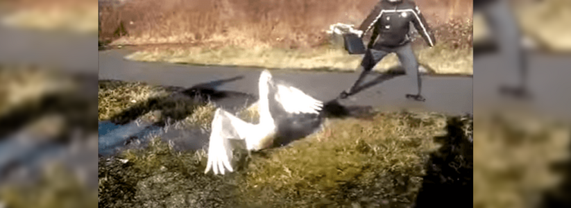 В Интернете набирает популярность видеоролик о спасении лебедя на футбольном поле Анапы