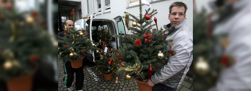 Лайфхак: как использовать елку после новогодних праздников