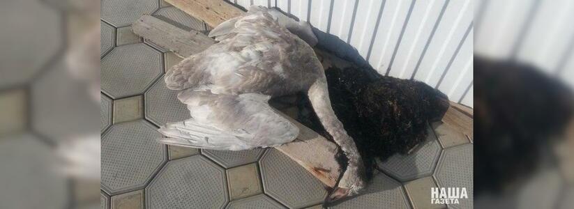 Больше сотни диких лебедей погибли на Кубани от птичьего гриппа