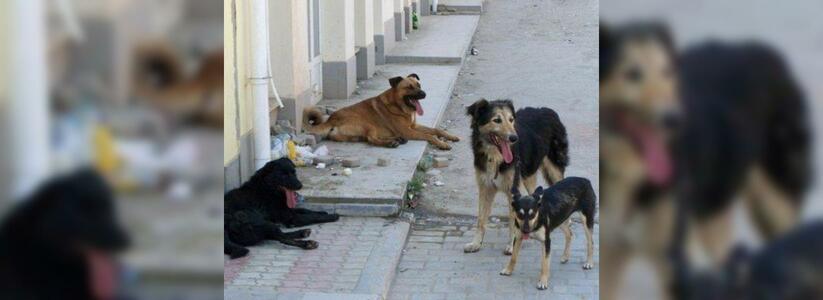 В Новороссийске на женщину набросилась бродячая собака: пострадавшую госпитализировали с сильным кровотечением