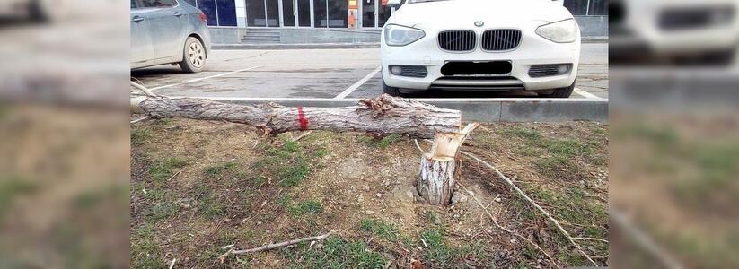 В Новороссийске неизвестные уничтожают деревья: горожане предположили, что на месте вырубки построят паркинг
