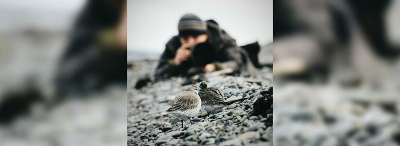 В Новороссийск прилетели птицы с побережья Северного Ледовитого океана