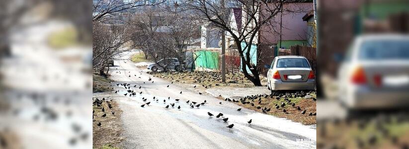 Десант скворцов пролетает над улицами Новороссийска: птицам не хватает еды и питья