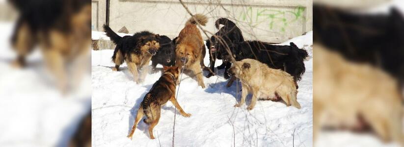 С начала года в Новороссийске бродячие собаки покусали уже 24 взрослых и 5 детей