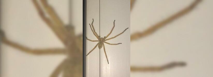 Жительницу Новороссийска испугал огромный паук: хищник был размером с человеческую ладонь