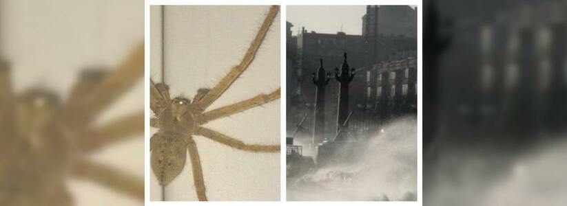 Что обсуждали в Новороссийске 10 февраля: огромный паук в квартире и оторванные дорожные знаки