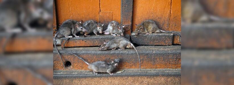 В Новороссийске расплодились крысы: куда обращаться за помощью?