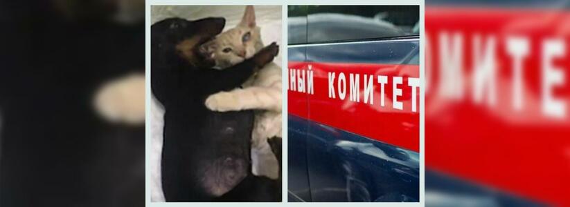 Что обсуждали в Новороссийске 14 февраля: такса усыновила котенка и чудовищная находка